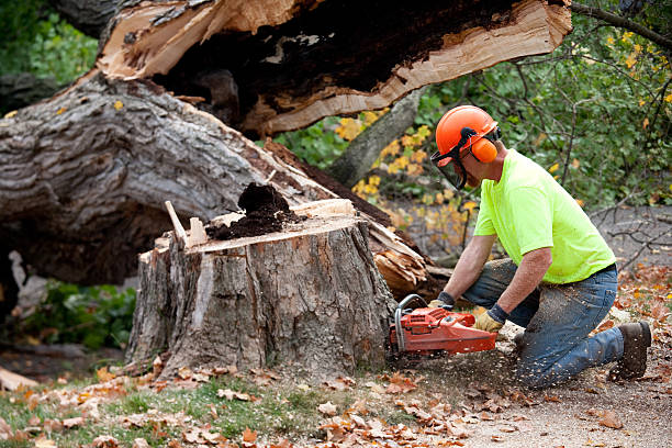 Lawn Renovation and Restoration in Shasta, CA